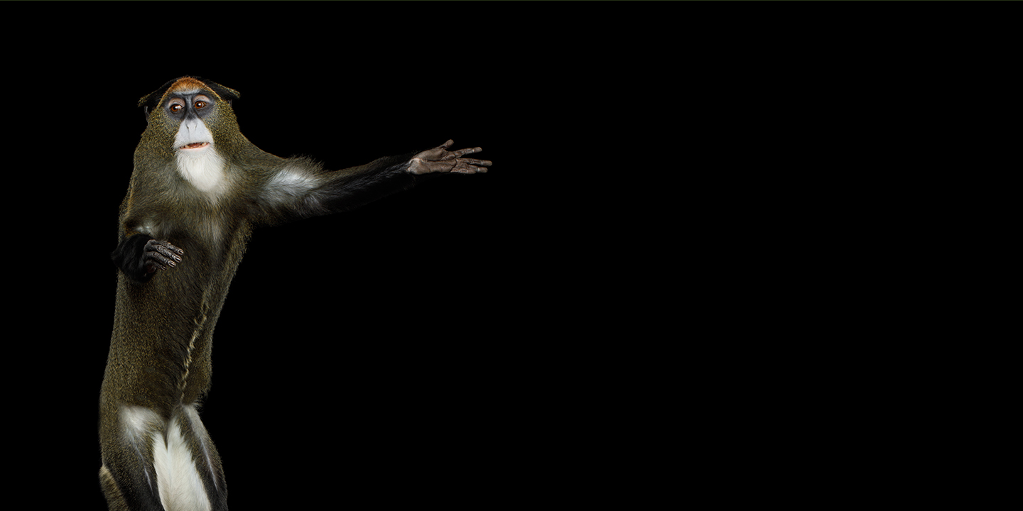 Primitive Digital: Developer Previews